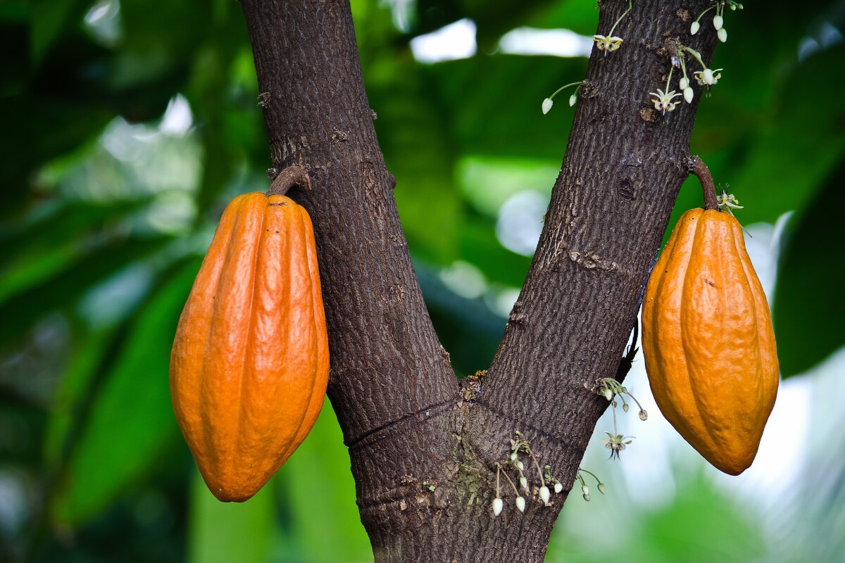 Coco Rae Canada Crop Farming – Raedial Farms Limited