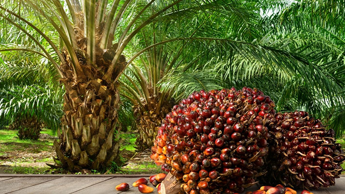 The Benefits of Choosing Sustainable Palm Oil - Raedial Farms