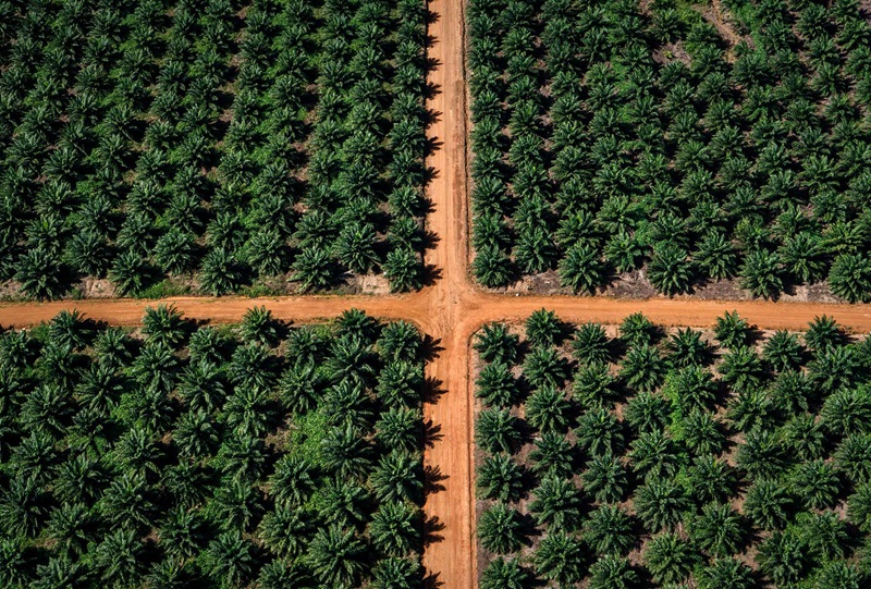 The Benefits of Choosing Sustainable Palm Oil